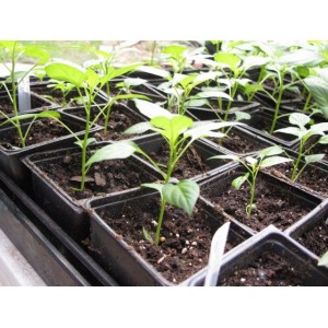 Перец — выращиваем рассаду по правилам