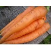 Как посеять морковь под зиму?