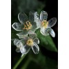 Двулистник – прозрачный цветок
