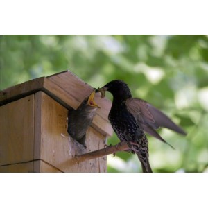 Как защитить черешню и вишню от птиц?
