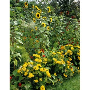 10 способов использования подсолнечника в оформлении сада