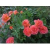7 идеальных сортов роз для огненного цветника