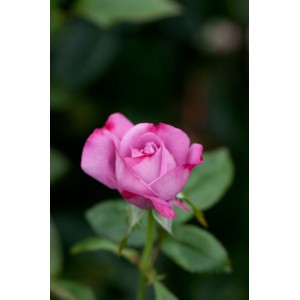 Чайно-гибридная роза «Голубая река»