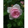 Лучшие кустарниковые розы. «Наследие» — душистая англичанка