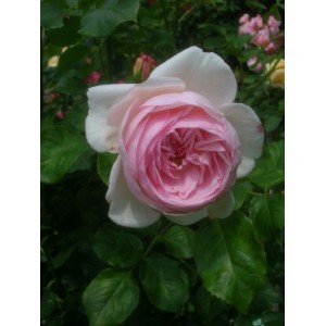 Лучшие кустарниковые розы. «Наследие» — душистая англичанка