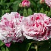 Бурбонские розы — предвестники современных сортов
