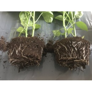 Стимуляторы корнеобразования растений