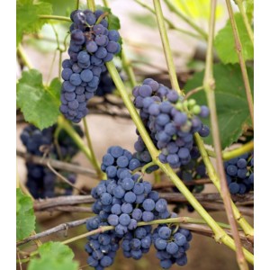 О морозоустойчивом винограде