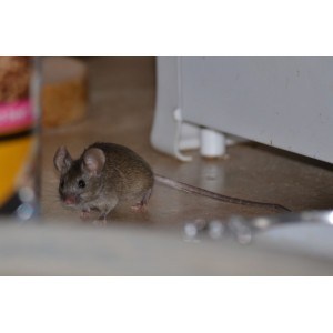 Борьба с мышами в доме и на дачном участке