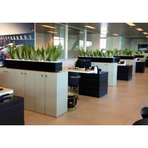 Лучшие неприхотливые растения для офиса