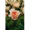 Лучшие кустарниковые розы. Усовершенствованная старина — «Рококо»