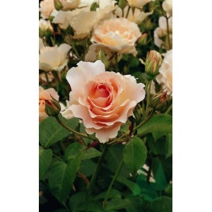 Лучшие кустарниковые розы. Усовершенствованная старина — «Рококо»