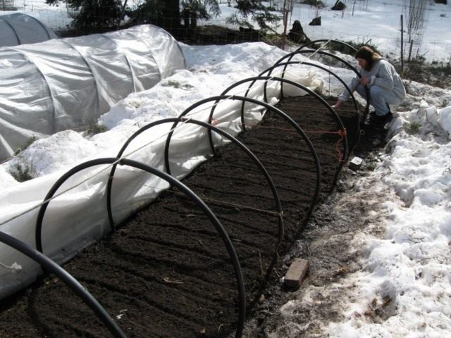 В марте, если почва достаточно прогрелась, можно высеять и редис, и устойчивую к низким температурам зелень