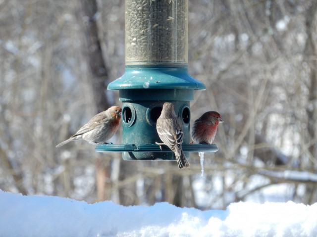 Позаботьтесь о зимующих птицах, соорудив им кормушки