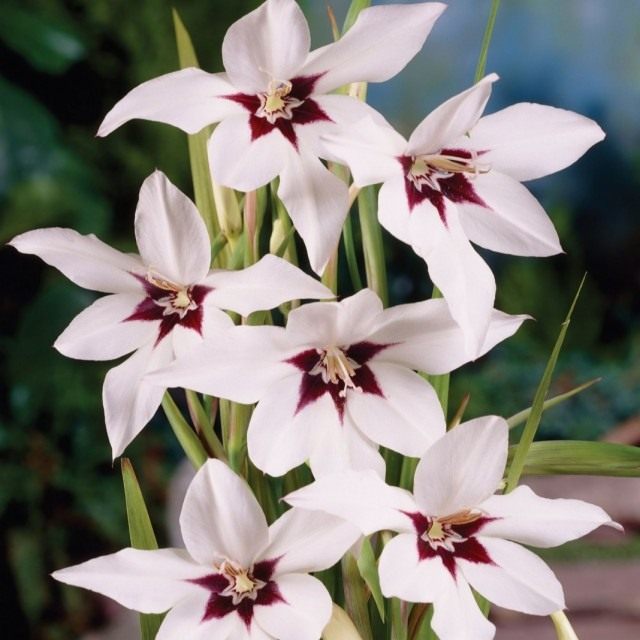 Гладиолус Мюриэл (Gladiolus murielaу), синоним Ацидантера двухцветная (Acidanthera bicolor)