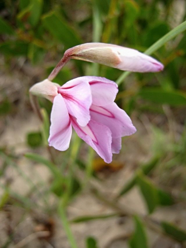 Ацидантера короткотрубчатая (Acidanthera brevicollis) теперь относится к виду Gladiolus gueinzii