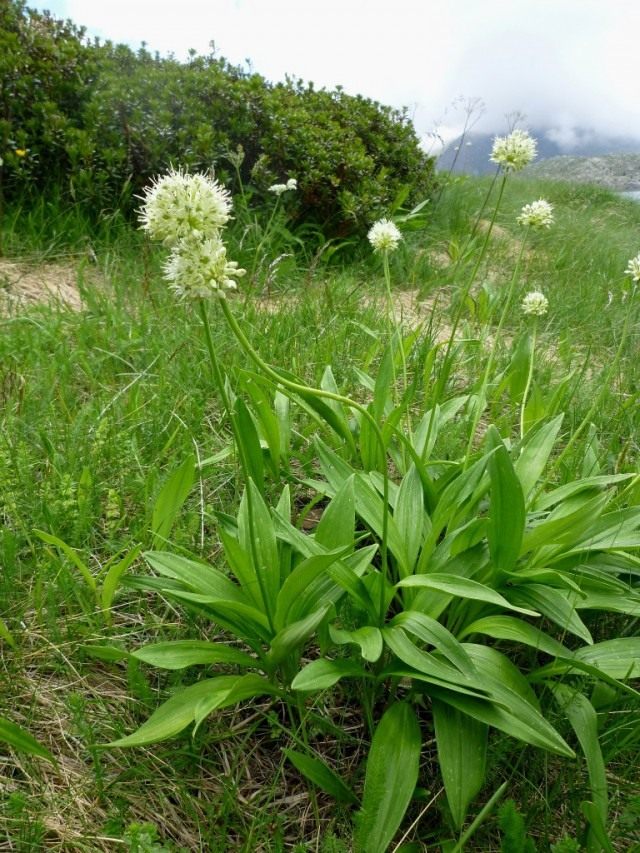 Лук победоносный, или Лук победный (Allium victorialis). Так же называют черемшой, или колбой.