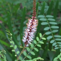 Аморфа травянистая (Amorpha herbaceae)