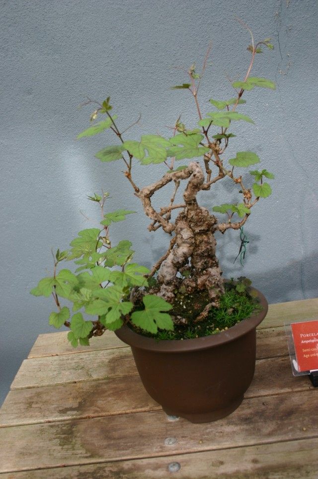 Виноградовник короткоцветоножковый (Ampelopsis brevipedunculata)