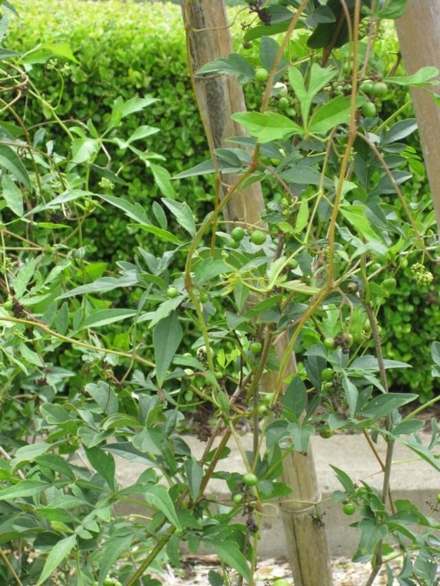 Виноградовник японский (Ampelopsis japonica)