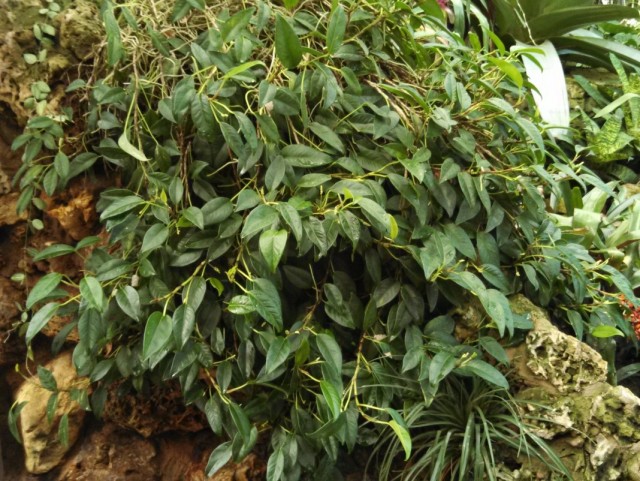 Антуриум лазящий (Anthurium scandens)
