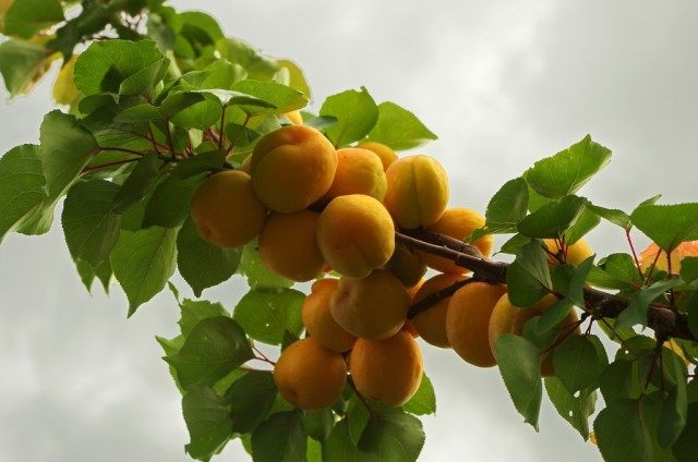 Плоды абрикоса на ветке, сорт "Мускат"