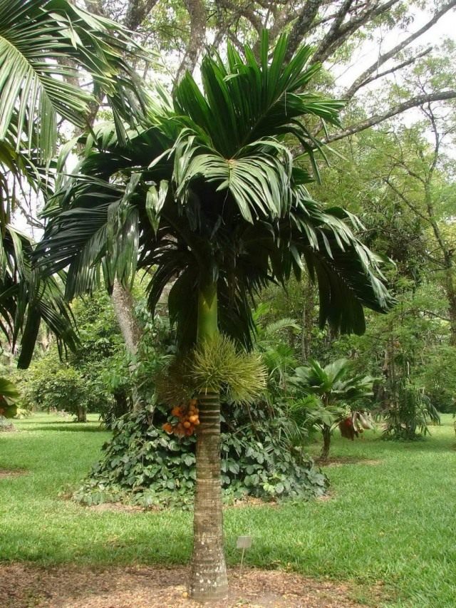 Арека катеху (Areca catechu), или Бетелевая пальма