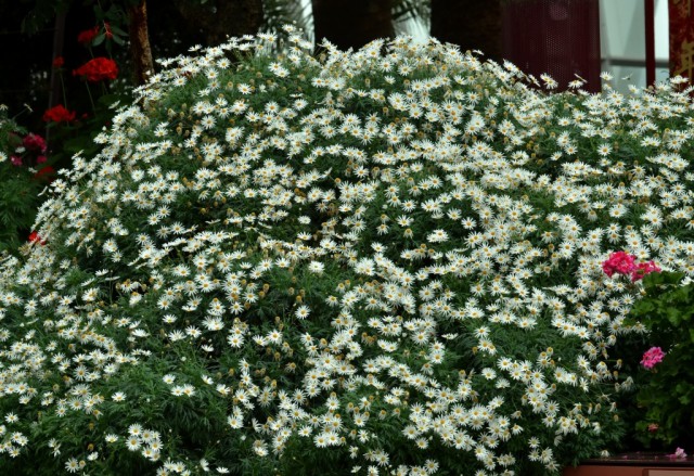 Аргирантемум кустарниковый, хризантема кустарниковая (Argyranthemum frutescens)