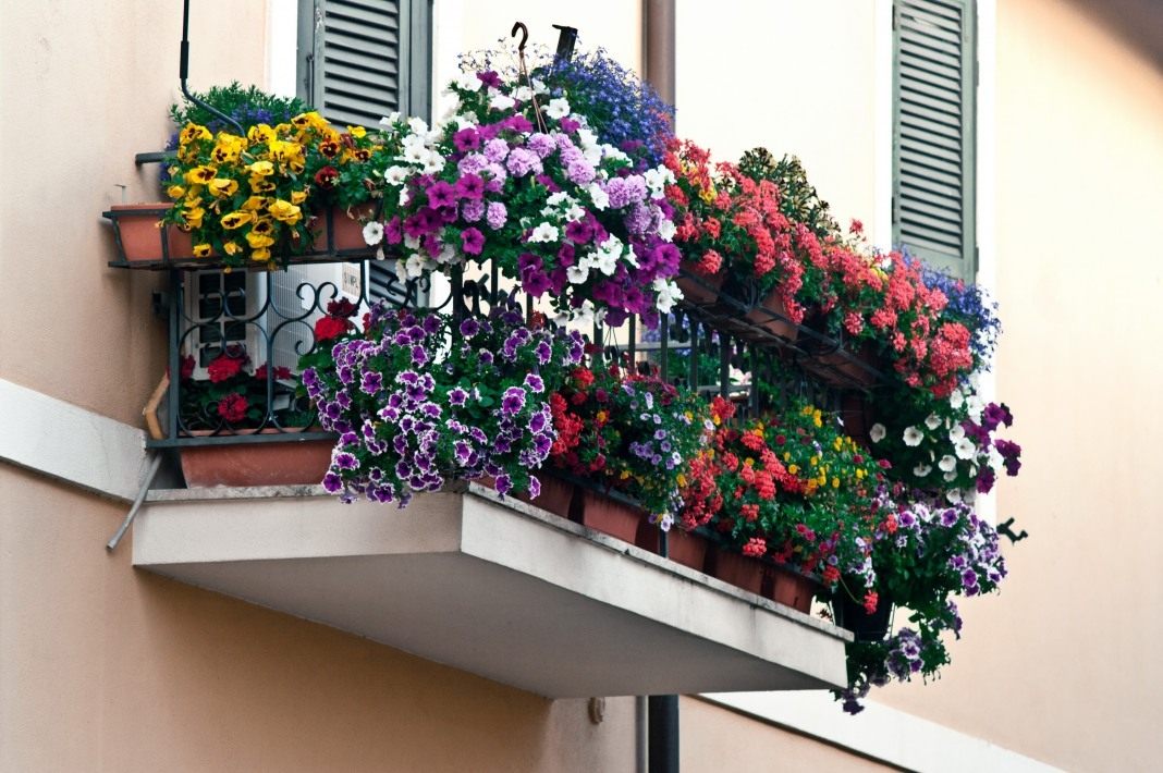 Balcony-Flowers-04.jpg