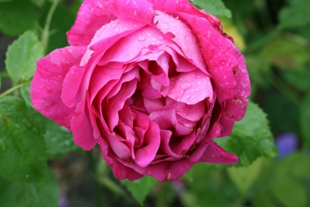 Бурбонская роза сорт "Baron J.B. Gonella"