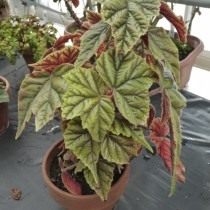 Бегония телесноцветная (Begonia incarnata