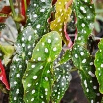 Бегония пятнистая (Begonia maculata)