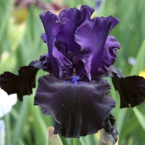 Ирис "Black Butte" (Iris 'Black Butte')