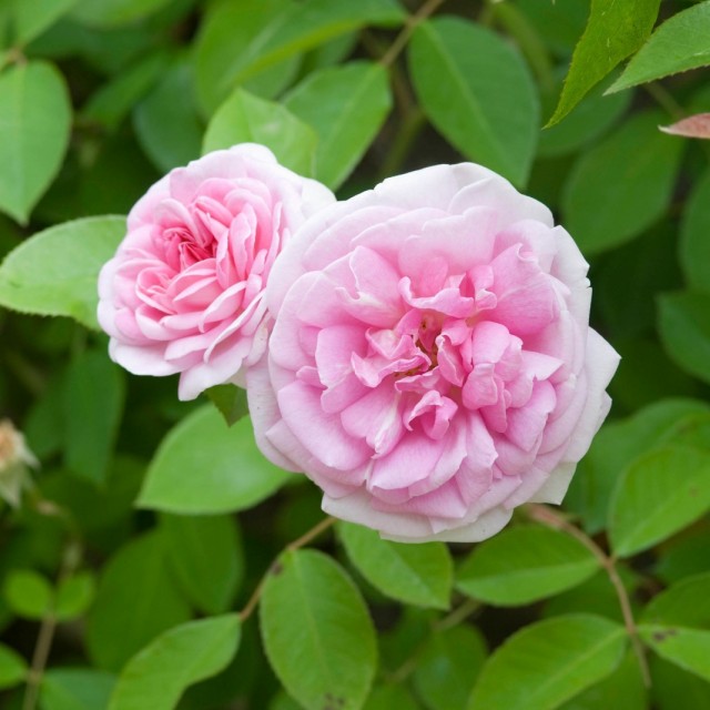 Бурбонская роза сорт "Blairi No.2"