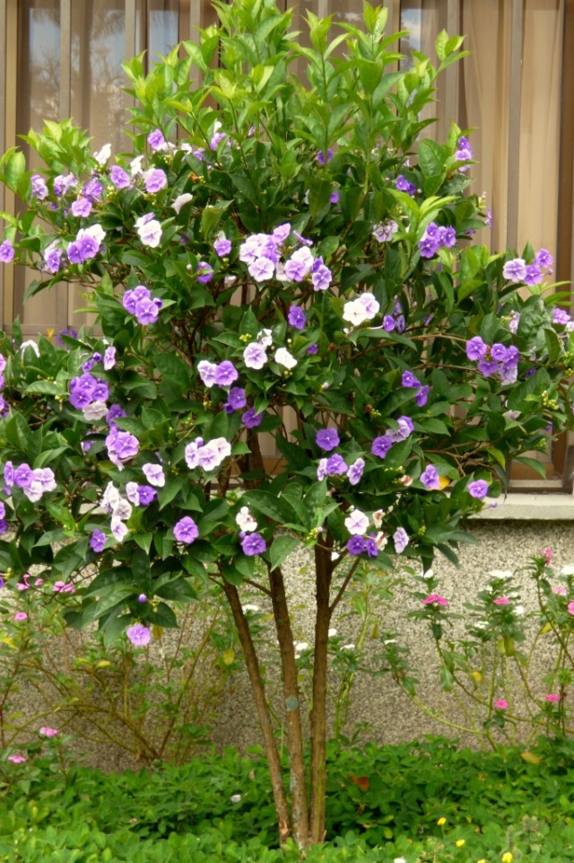 Брунфельсия крупноцветковая (Brunfelsia grandiflora)