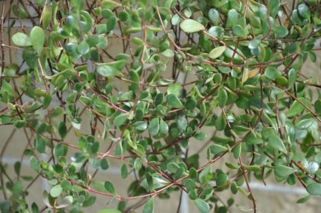 Бриофиллум Мангина (Bryophyllum manginii)