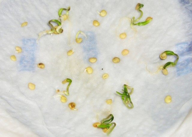 Проращивание семян перца на влажной ткани
