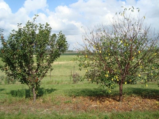 Справа дерево вишни пораженное коккомикозом