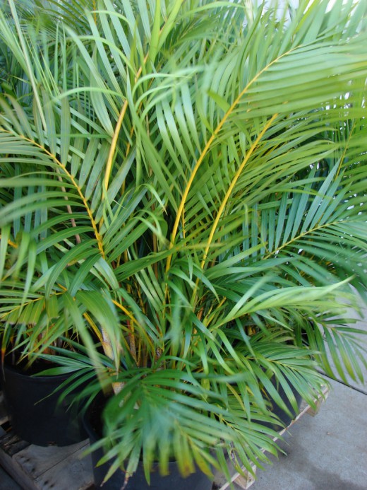 Хризалидокарпус желтоватый (Chrysalidocarpus lutescens) © Forest & Kim Starr