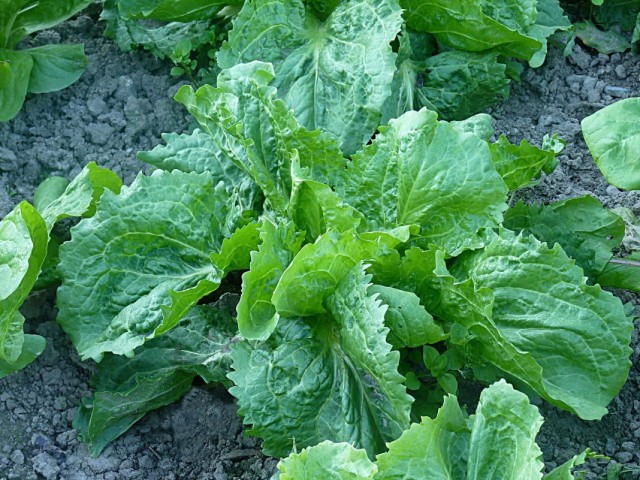 Эндивий, или Цикорий салатный (Cichorium endivia)