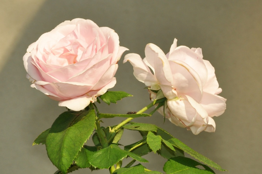 История развития бурбонских роз