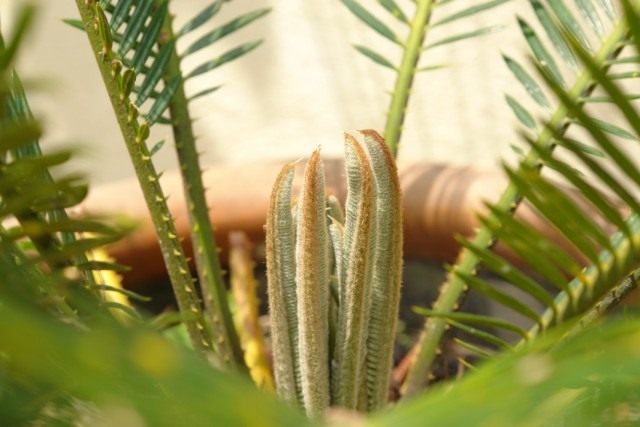 Саговник, или Цикас, или Саговая пальма (Cycas)