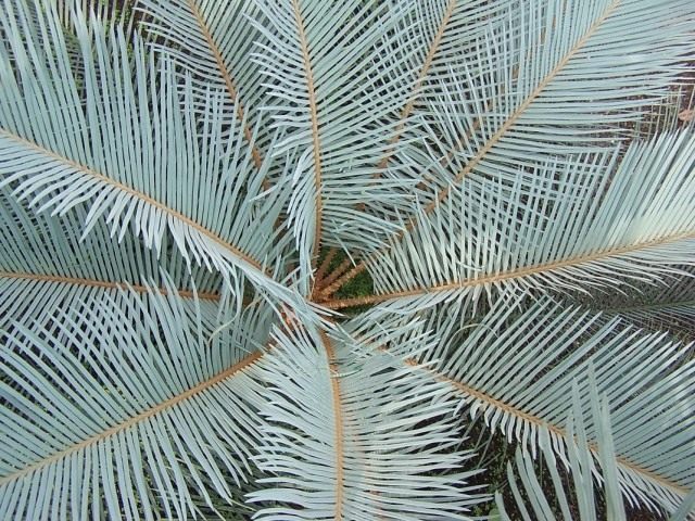 Саговник угловатый (Cycas angulata)