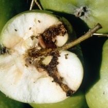 Вид на яблоко пораженное плодожоркой в разрезе