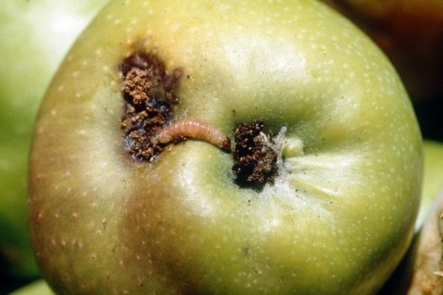 Внешний вид пораженного плодожоркой яблока