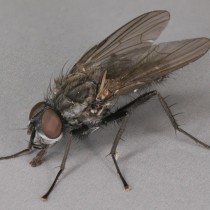 Весенняя капустная муха (Delia radicum) 