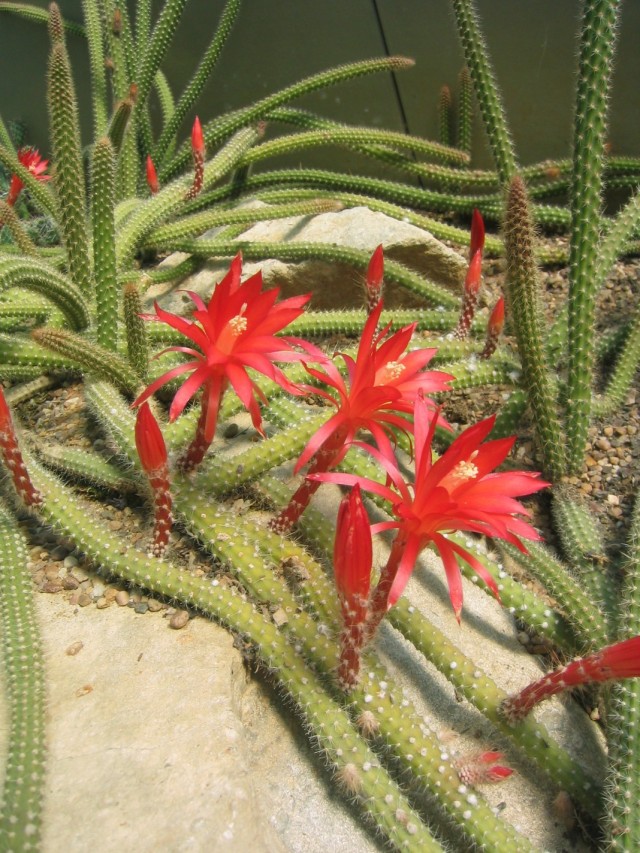 Дизокактус Мартиуса (Disocactus martianus, раньше известный как два вида - апорокактус Концатти - Aporocactus conzattii и апорокактус Мартиуса (Aporocactus martianus)