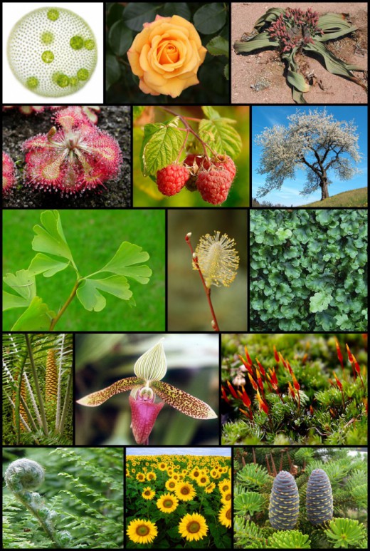 Изображение, иллюстрирующее разнообразие растений