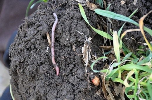 ЭМ-препараты насыщают почву полезной микрофлорой, которая «лечит» почву