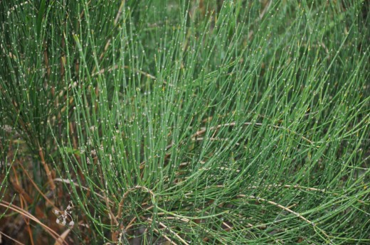 Хвойник хвощёвый, или Эфедра хвощёвая (Ephedra equisetina)